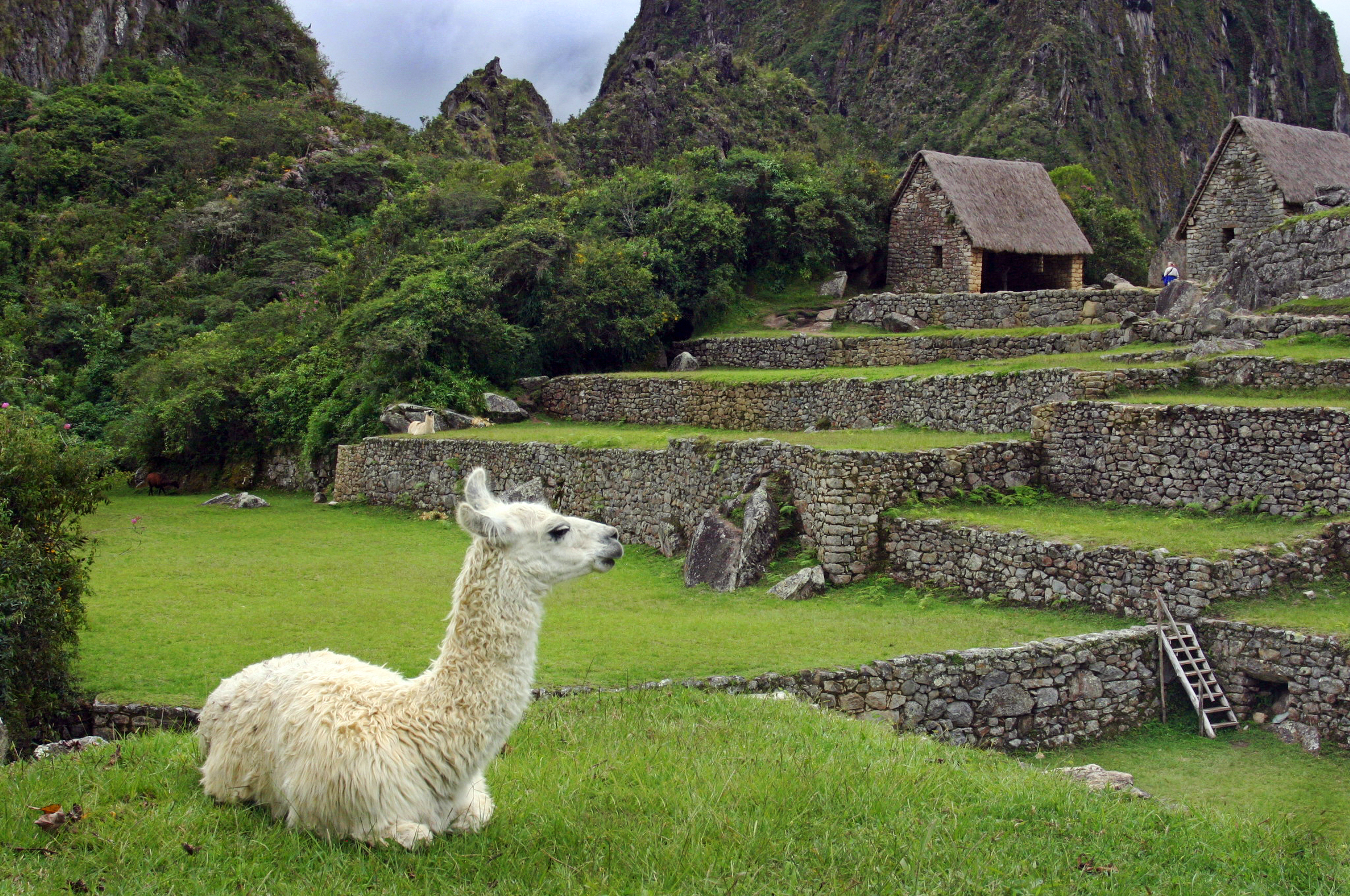 Llama at Machu Picchu