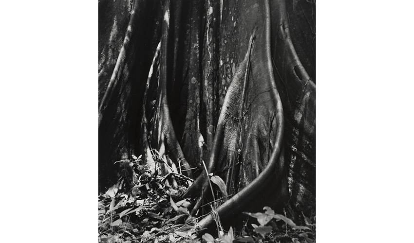 black and white image of tree base with elaborate roots