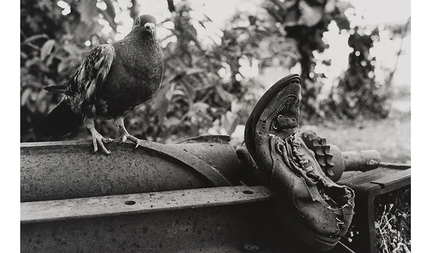 black and white image of a pigeon and an old shoe