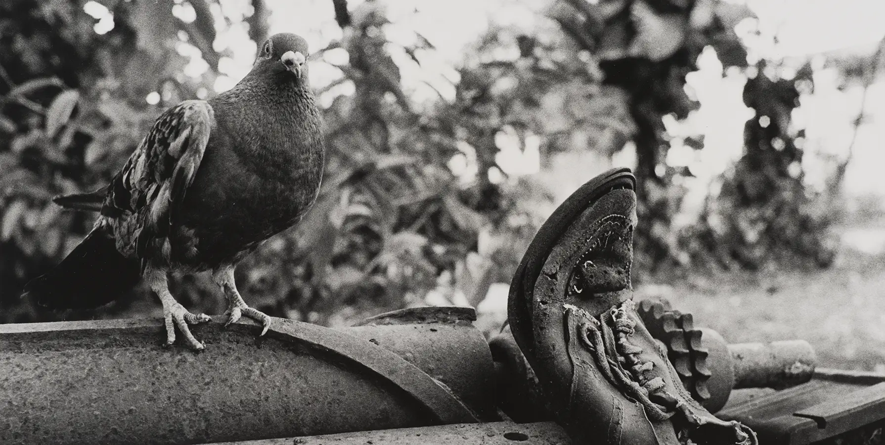 black and white image of a pigeon and an old shoe
