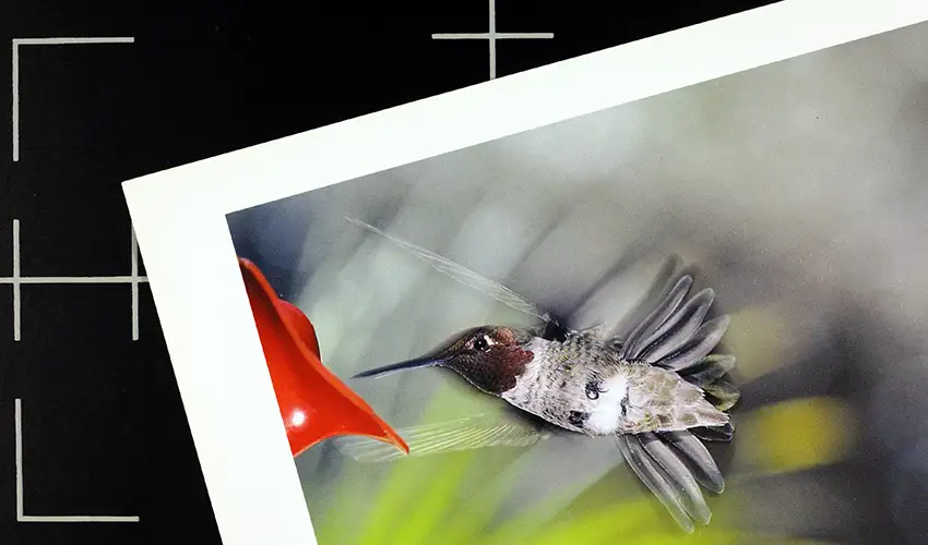 video still showing a black surface with white registration marks and a photo print of a hummingbird in flight laid on top