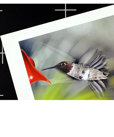 ideo still showing a black surface with white registration marks and a photo print of a hummingbird in flight laid on top