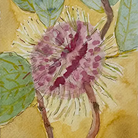 colored illustration of a plant