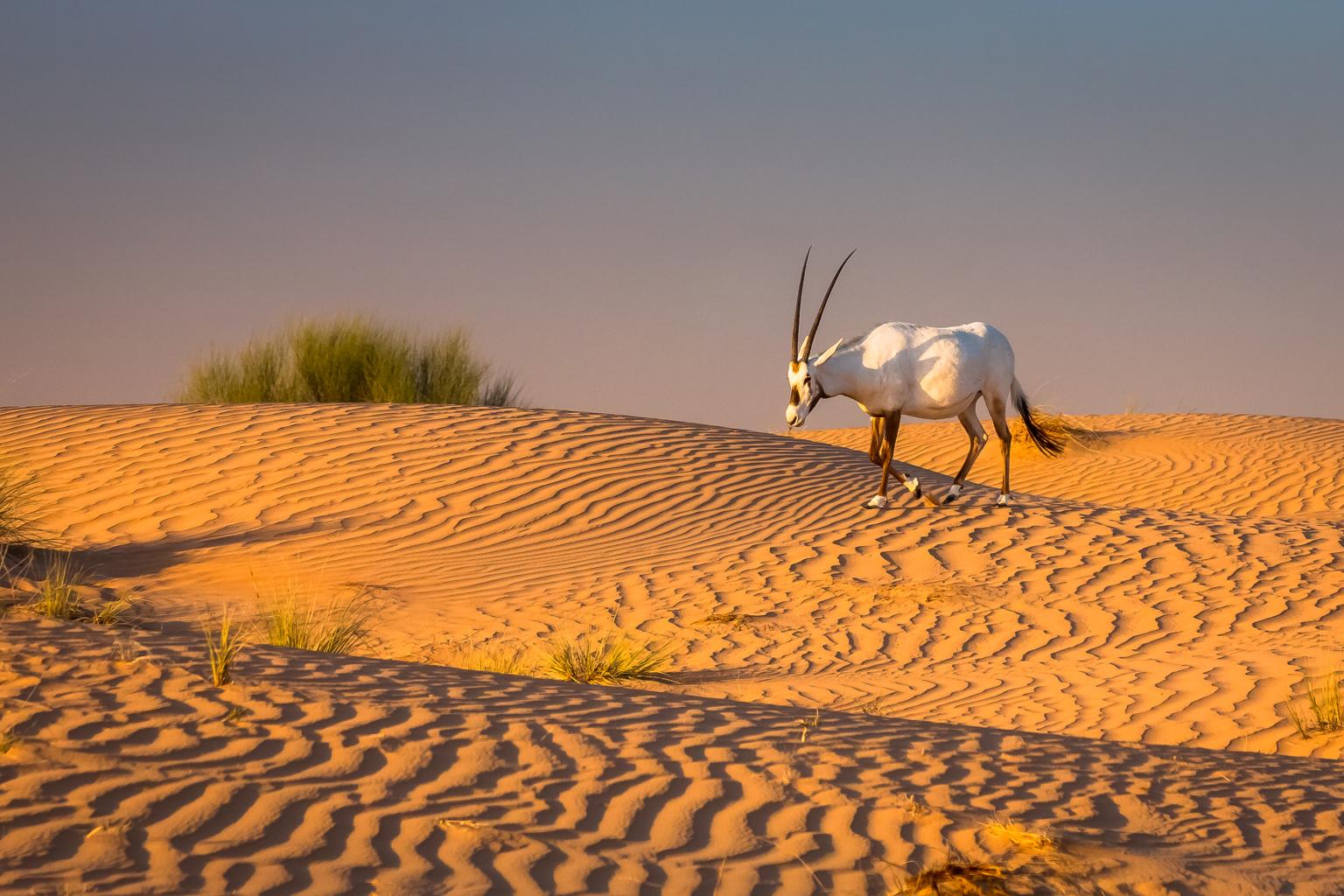 SHS 1069490801 DubaiDesertConservationArea