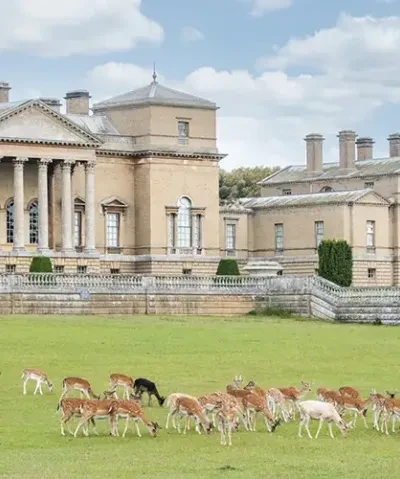 photo of Holkham Hall with deer feeding on the green grass