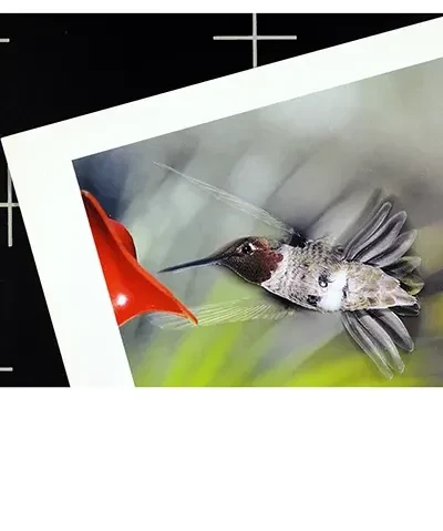 ideo still showing a black surface with white registration marks and a photo print of a hummingbird in flight laid on top