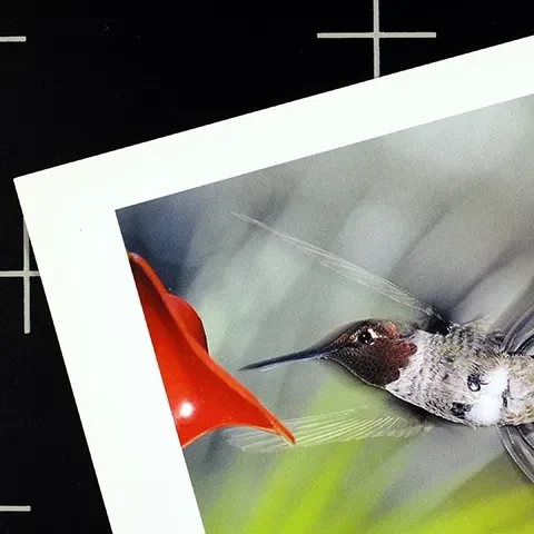 video still showing photo print of a hummingbird lying on a black surface with with white registration marks