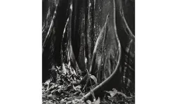 black and white image of tree base with elaborate roots