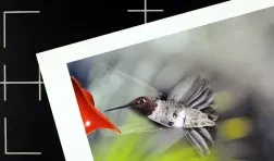 video still showing a black surface with white registration marks and a photo print of a hummingbird in flight laid on top