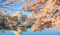Photo cherry blossoms at the Tidal Basin with the Jefferson Memorial in the background (shutterstock)